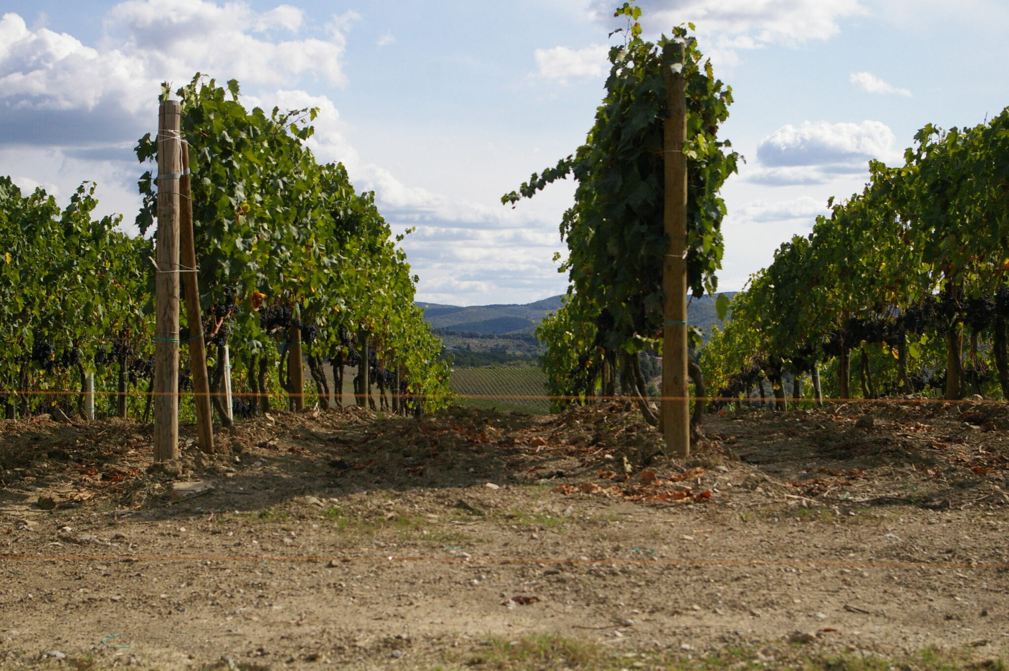 Filari di Sangiovese