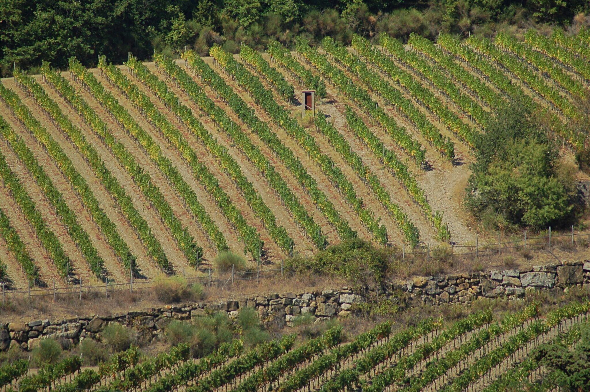 Vigneti del Chianti Classico